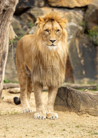 Foto de Gato grande y poderoso con un abrigo tawny y una melena en los machos. Se encuentra en sabanas, bosques y pastizales de toda África. - Imagen libre de derechos