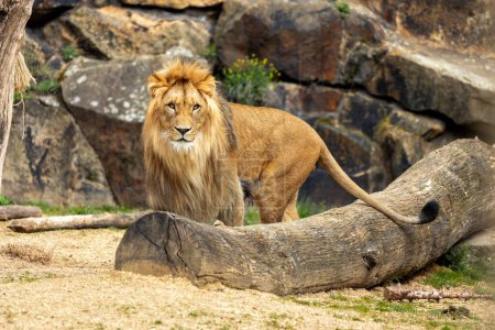Foto de Gato grande y poderoso con un abrigo tawny y una melena en los machos. Se encuentra en sabanas, bosques y pastizales de toda África. - Imagen libre de derechos