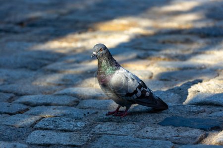 Photo for Common, widespread pigeon with a blue-gray body and white underparts. Found in urban areas, cliff faces, and other rocky habitats. - Royalty Free Image
