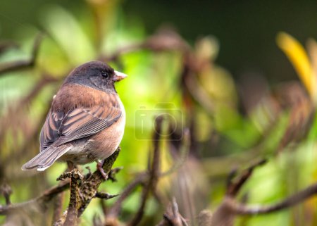 Photo for Perky dark-eyed junco (Junco hyemalis) spotted outdoors in North America. Small songbird with a slate-gray back, white belly, and dark eyes. Found in forests, woodlands, and backyards throughout the continent. - Royalty Free Image