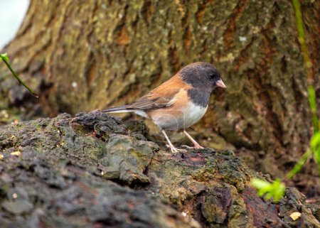 Photo for Perky dark-eyed junco (Junco hyemalis) spotted outdoors in North America. Small songbird with a slate-gray back, white belly, and dark eyes. Found in forests, woodlands, and backyards throughout the continent. - Royalty Free Image