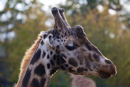Téléchargez les photos : Girafe gracieuse (Giraffa camelopardalis) capturée dans son habitat de savane africaine. Reconnu pour son col long emblématique et son pelage tacheté distinctif. - en image libre de droit