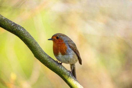 Photo for Charming European Robin (Erithacus rubecula) with distinctive red breast, spotted in Dublin, Ireland. A symbol of local wildlife, this bird captivates with its vibrant plumage. - Royalty Free Image
