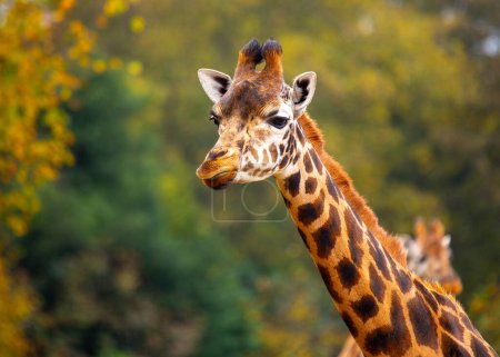 Photo for The elegant Giraffa camelopardalis, native to African savannas, showcases its towering neck and distinctive spots in this captivating stock photo. - Royalty Free Image