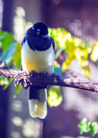 Photo for Marvel at the resplendent beauty of the Plush-crested Jay (Cyanocorax chrysops) gracing the landscapes of South America. With its striking blue and yellow plumage and distinctive crest, this charismatic bird adds a touch of elegance to its natural ha - Royalty Free Image