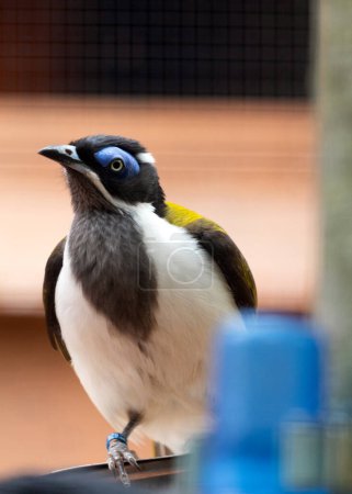 Photo for Marvel at the vibrant beauty of the Blue-faced Honeyeater (Entomyzon cyanotis) gracing the landscapes of Australia. With its striking blue facial markings and energetic presence, this avian jewel adds a burst of color to its natural habitat. - Royalty Free Image