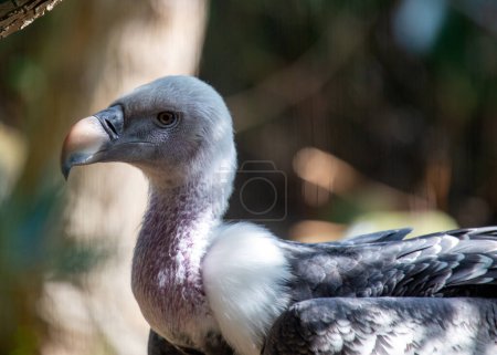 Photo for Majestic Griffon Vulture, a grand presence in the skies, symbolizing grace and power, essential to ecosystems across Europe and Asia. - Royalty Free Image