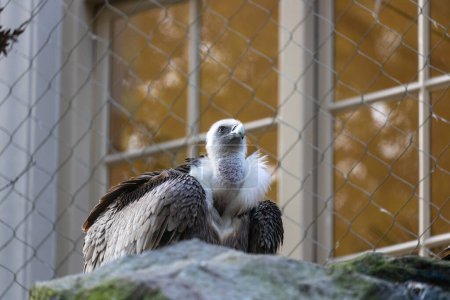 Téléchargez les photos : Majestic Griffon Vulture, une grande présence dans le ciel, symbole de grâce et de puissance, essentielle aux écosystèmes d'Europe et d'Asie. - en image libre de droit