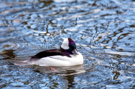 Photo for Charming Bufflehead Duck, Bucephala albeola, a petite waterfowl with striking black and white plumage. Gracefully gliding across North American lakes, it's a winter delight. - Royalty Free Image