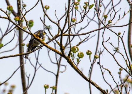 Photo for Cheerful Yellow-Rumped Warbler, Setophaga coronata, a North American delight with a vibrant yellow rump. Spreads joy in woodlands and gardens with its lively presence. - Royalty Free Image