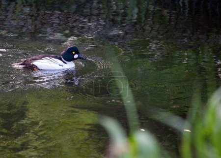 Photo for Striking Common Goldeneye (Bucephala clangula) in its natural habitat. This compact diving duck, distinguished by its golden eye and bold plumage, frequents freshwater lakes and rivers, bringing vibrancy to northern waterways. - Royalty Free Image
