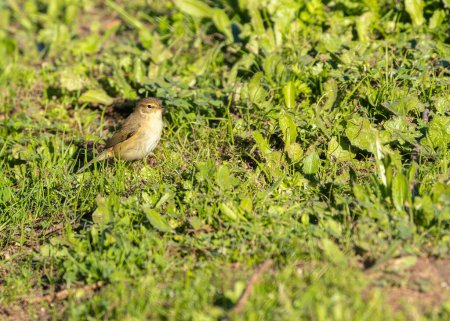 Photo for Delightful Common Chiffchaff, Phylloscopus collybita, brings its cheerful presence to woodlands and gardens. A small songbird, its lively notes announce the arrival of spring. - Royalty Free Image