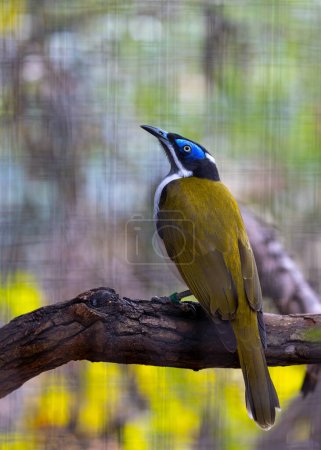 Photo for Vibrant Blue-faced Honeyeater, Entomyzon cyanotis, graces Australian woodlands with its striking colors. A nectar-loving marvel, this bird brings a splash of brilliance to the bush. - Royalty Free Image