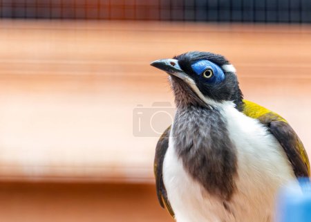 Photo for Vibrant Blue-faced Honeyeater, Entomyzon cyanotis, graces Australian woodlands with its striking colors. A nectar-loving marvel, this bird brings a splash of brilliance to the bush. - Royalty Free Image