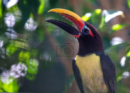 Foto de Pteroglossus viridis, el Aracari Verde, aporta vitalidad tropical con su plumaje vívido. Este pequeño tucán, nativo de Sudamérica, añade un toque de color al frondoso dosel de la selva tropical. - Imagen libre de derechos