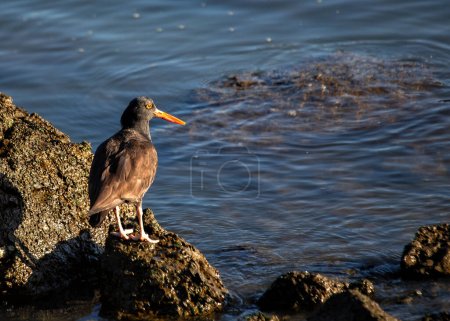 Photo for Haematopus bachmani, the Black Oystercatcher, graces coastal shores with sleek elegance. This distinctive shorebird, with its striking black plumage, forages along rocky seascapes. - Royalty Free Image
