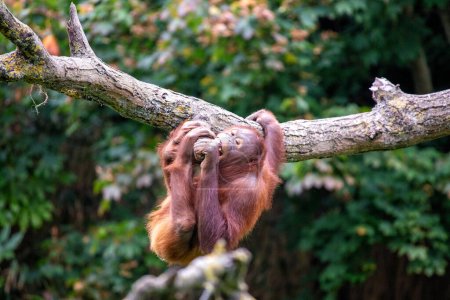 Foto de Pongo pygmaeus, el orangután, prospera en las selvas tropicales del sudeste asiático. Con sus ojos inteligentes y su comportamiento suave, este gran mono simboliza la importancia de la conservación de la selva tropical. - Imagen libre de derechos