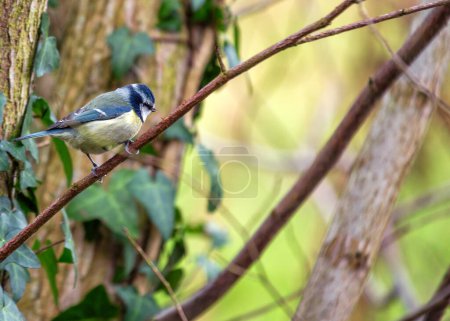 Téléchargez les photos : Cyanistes caeruleus, the Blue Tit, brings vibrant hues to European gardens. With its charming blue and yellow plumage, this small bird adds joy and color to the natural canvas. - en image libre de droit