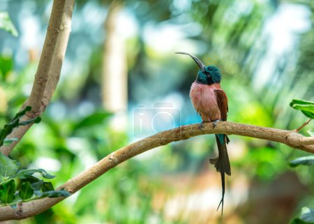 Photo for Merops nubicoides, the Southern Carmine Bee-eater, graces African skies with its vibrant plumage. With aerial acrobatics, this elegant bird adds a colorful spectacle to savannas. - Royalty Free Image