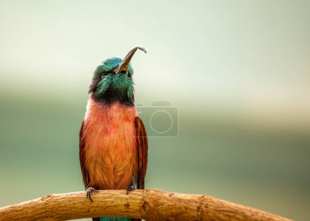 Photo for Merops nubicoides, the Southern Carmine Bee-eater, graces African skies with its vibrant plumage. With aerial acrobatics, this elegant bird adds a colorful spectacle to savannas. - Royalty Free Image