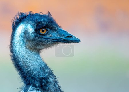 Foto de Dromaius novaehollandiae, el Emu, deambula por los vastos paisajes de Australia con gracia. Este pájaro sin vuelo, con su aspecto distintivo, encarna el espíritu del interior. - Imagen libre de derechos