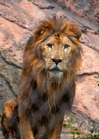 Foto de Panthera leo, el León africano, gobierna las sabanas con autoridad majestuosa. Con su melena dorada y su poderosa presencia, este depredador del ápice encarna la esencia de la fuerza salvaje. - Imagen libre de derechos