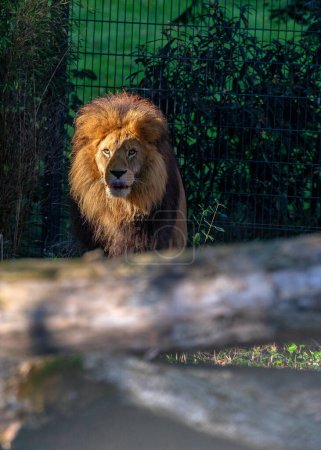 Foto de Panthera leo, el León africano, gobierna las sabanas con autoridad majestuosa. Con su melena dorada y su poderosa presencia, este depredador del ápice encarna la esencia de la fuerza salvaje. - Imagen libre de derechos