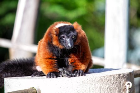 Photo for Varecia rubra, the Red Ruffed Lemur, brings vibrant color to Madagascar's rainforests. With its striking red fur and playful demeanor, this arboreal primate captivates the lush canopy. - Royalty Free Image