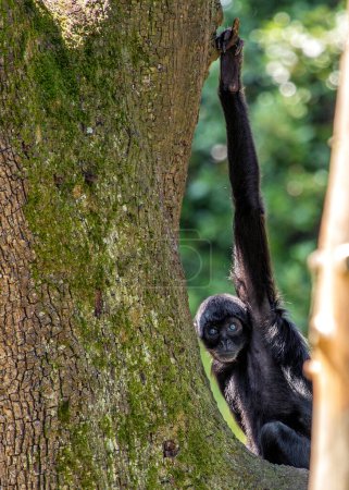 Photo for Ateles fusciceps rufiventris, the Colombian Black Spider Monkey, swings through South American rainforests with agile limbs. Recognized by its sleek black fur, this primate adds a sense of mystery to the lush canopy. - Royalty Free Image