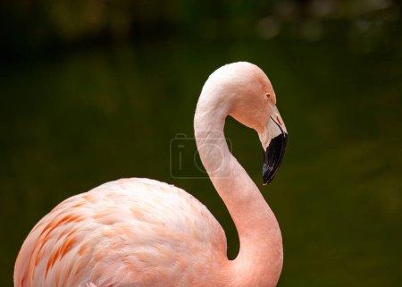 Photo for Phoenicopterus chilensis, the Chilean Flamingo, graces South American wetlands with vibrant plumage. With its distinctive curved bill, this elegant bird adds a splash of color to aquatic habitats. - Royalty Free Image