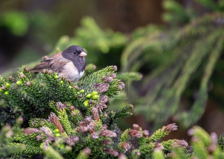 Photo for Adorable ground-dweller, the Dark-Eyed Junco graces North America. With its distinctive slate-gray plumage and contrasting white underparts, it adds charm to backyard feeders and forest floors. - Royalty Free Image