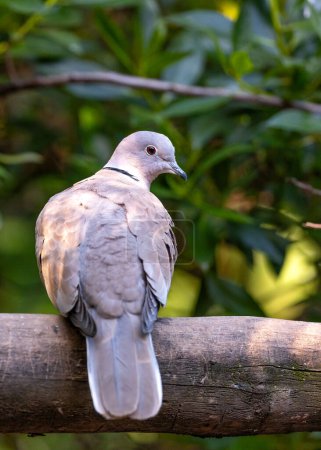Photo for The Eurasian Collared Dove, a symbol of peace, graces suburban landscapes with its soft coos. Recognized by its distinct collar, this dove brings tranquility and simple beauty to gardens and urban dwellings. - Royalty Free Image