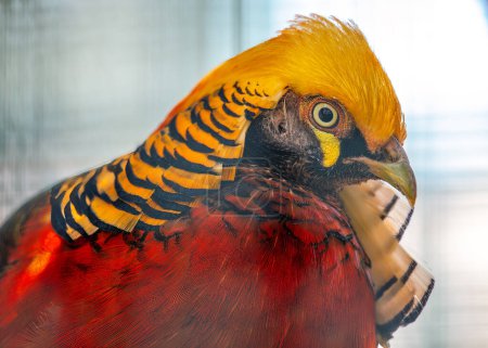 The Golden Pheasant, adorned in vivid hues, graces Eastern woodlands. With its radiant plumage, it adds a burst of color, showcasing the natural splendor of its native habitats.