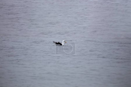 Photo for Off the coast of Howth, Dublin, a formidable Great Black-Backed Gull (Larus marinus) patrols the waters. This robust coastal sentinel showcases the rugged beauty of Dublin's coastal landscapes. - Royalty Free Image