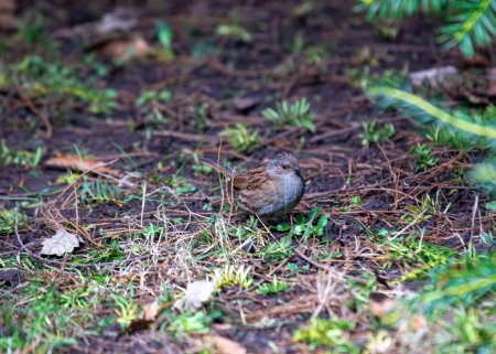 Photo for Among the blooms at Ireland's National Botanic Gardens, the subtle Dunnock (Prunella modularis) serenades with its sweet melodies. Explore the harmonious blend of nature in this Irish haven. - Royalty Free Image