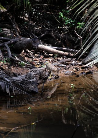 Der elegante indische Teichreiher (Ardeola grayii) watet in Indien am Ufer des Wassers entlang und zeigt Anmut in seiner Jagdkunst. Erleben Sie die vogelkundliche Schönheit dieses Reihers vor dem Hintergrund der Wasserlandschaften Indiens.