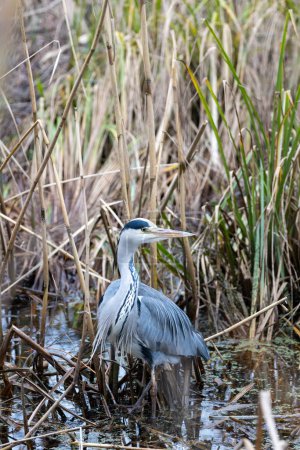 Photo for Within the tranquil environs of Ireland's National Botanic Gardens, the elegant Grey Heron (Ardea cinerea) stands tall, a majestic sentinel surveying the waters. Witness the avian grace in the heart of Dublin's lush landscapes. - Royalty Free Image