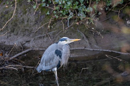 Photo for Within the tranquil environs of Ireland's National Botanic Gardens, the elegant Grey Heron (Ardea cinerea) stands tall, a majestic sentinel surveying the waters. Witness the avian grace in the heart of Dublin's lush landscapes. - Royalty Free Image