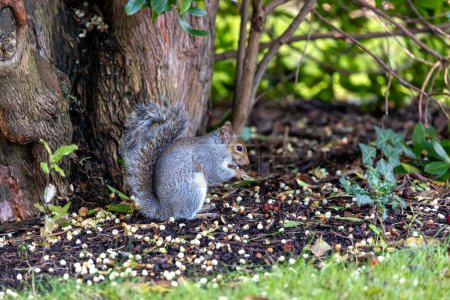 Enchanting grey squirrel (Sciurus carolinensis) captured amid the vibrant flora of National Botanic Gardens, Dublin. A delightful moment in Irish nature.
