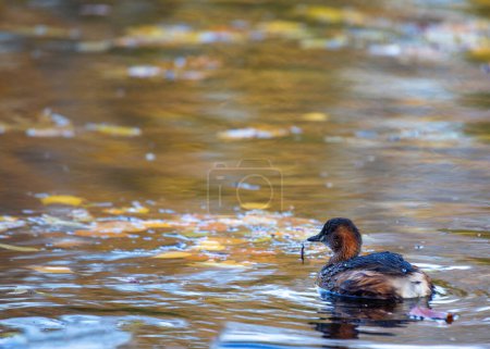 Photo for Charming Little Grebe (Tachybaptus ruficollis) gracefully navigating the waters of St. Phoenix Park, Dublin. A delightful glimpse of urban wildlife in Ireland. - Royalty Free Image