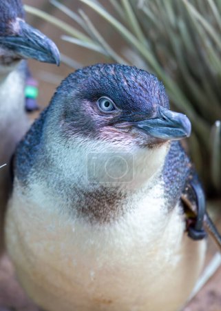 Téléchargez les photos : Adorable petit pingouin (Eudyptula minor) jouissant du charme côtier de l'Australie. Une agréable rencontre avec ces oiseaux marins charismatiques dans leur habitat naturel. - en image libre de droit