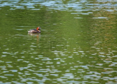 Photo for Charming Little Grebe (Tachybaptus ruficollis) gracefully navigating the waters of St. Phoenix Park, Dublin. A delightful glimpse of urban wildlife in Ireland. - Royalty Free Image