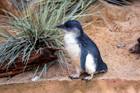 Téléchargez les photos : Adorable petit pingouin (Eudyptula minor) jouissant du charme côtier de l'Australie. Une agréable rencontre avec ces oiseaux marins charismatiques dans leur habitat naturel. - en image libre de droit