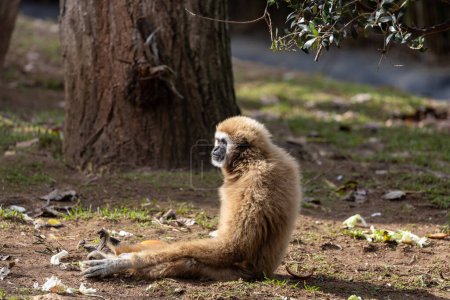 Foto de Majestuoso Lar Gibbon (Hylobates lar) balanceándose a través de los exuberantes bosques de Malasia. Un momento cautivador con este primate acrobático en su hábitat del sudeste asiático. - Imagen libre de derechos