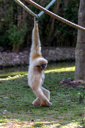 Foto de Majestuoso Lar Gibbon (Hylobates lar) balanceándose a través de los exuberantes bosques de Malasia. Un momento cautivador con este primate acrobático en su hábitat del sudeste asiático. - Imagen libre de derechos