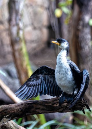 Graceful Little Pied Cormorant (Microcarbo melanoleucos) perched by the waters in the diverse landscapes of Australia. A charming encounter with this aquatic bird, highlighting its distinctive black-and-white plumage in the unique habitats Down Under