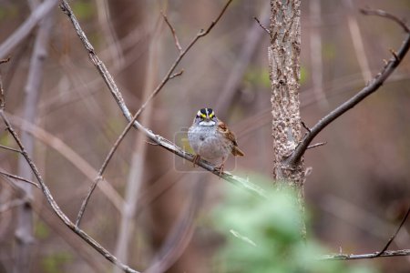 Photo for Delightful White-throated Sparrow (Zonotrichia albicollis) gracing the woodlands of Golden Gate Park, San Francisco. A charming encounter with this migratory songbird, known for its distinctive markings and sweet melodic notes in the heart of the cit - Royalty Free Image