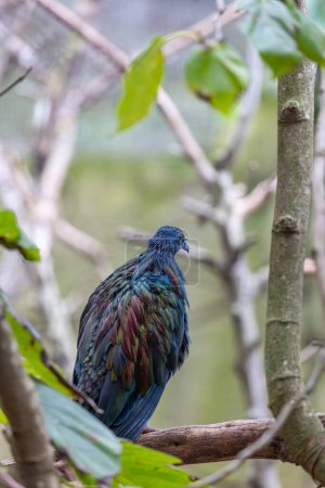 Photo for Majestic Nicobar Pigeon, Caloenas nicobarica, gracing the idyllic Nicobar Islands with its iridescent plumage. - Royalty Free Image