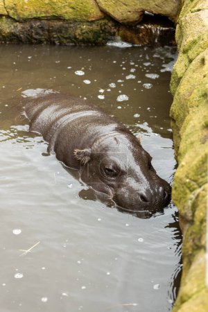 Photo for Adorable Pygmy Hippo, Choeropsis liberiensis, wading through the waterways of Liberia, a charming sight in the African rainforest. - Royalty Free Image