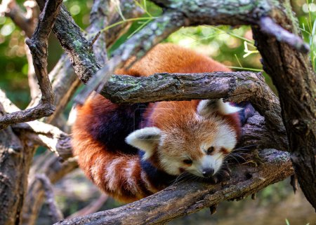 Foto de Adorable Panda Rojo, Ailurus fulgens, navegando por los exuberantes bosques del Himalaya con su característico pelaje de color óxido y juguetonas travesuras. - Imagen libre de derechos